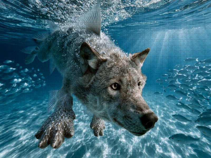 Meereswolf - CALVENDO Foto-Puzzle'