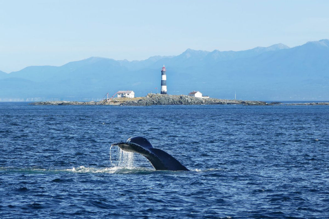 Premium Textil-Leinwand Whale Watching am Race Rocks Lighthouse in British Columbia