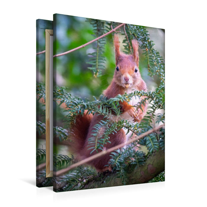 Premium Textil-Leinwand Eichhörnchen turnt im Baum