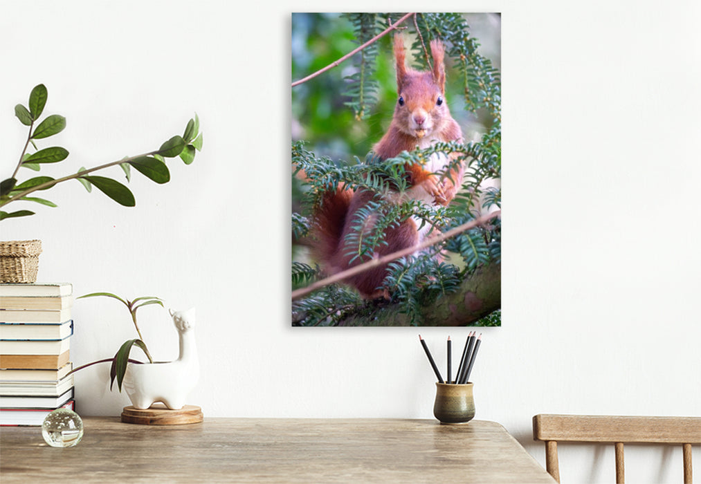 Premium Textil-Leinwand Eichhörnchen turnt im Baum