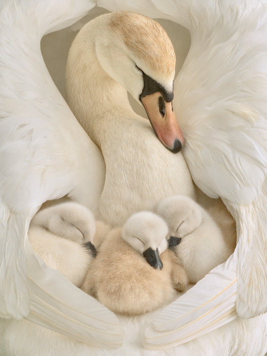 Anmut und Familienglück - CALVENDO Foto-Puzzle'