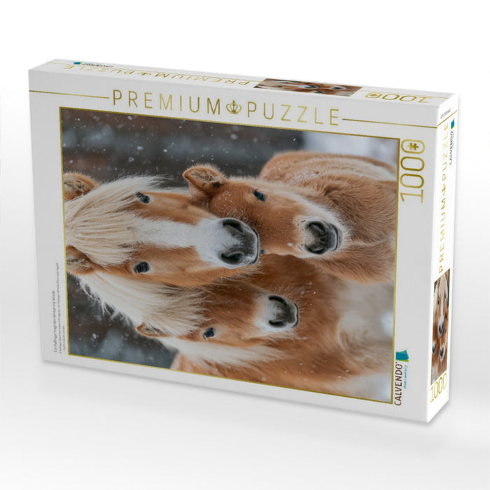 Ein Haflinger trägt den Winter mit Würde - CALVENDO Foto-Puzzle'