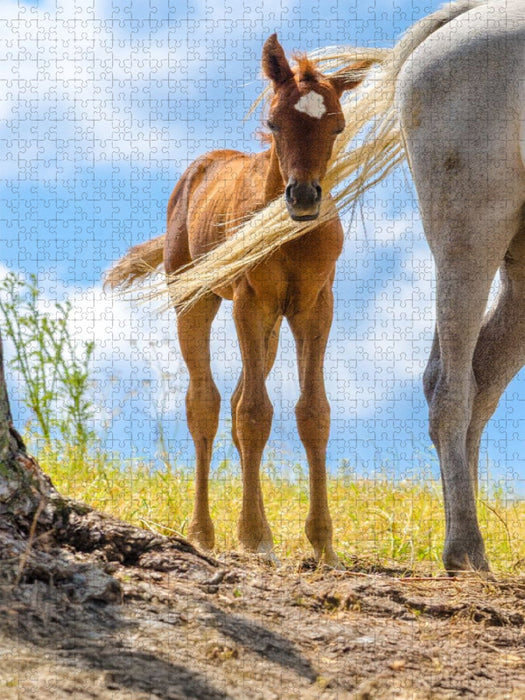 Araberfohlen vom Winde verweht - CALVENDO Foto-Puzzle'
