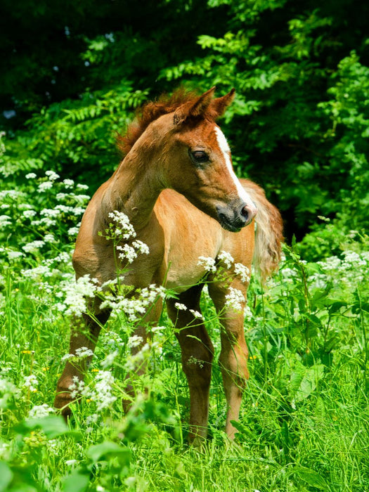 Versteckt im hohen Gras - Araberfohlen - CALVENDO Foto-Puzzle'