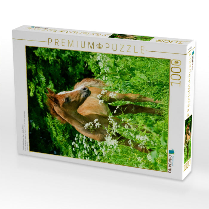 Versteckt im hohen Gras - Araberfohlen - CALVENDO Foto-Puzzle'