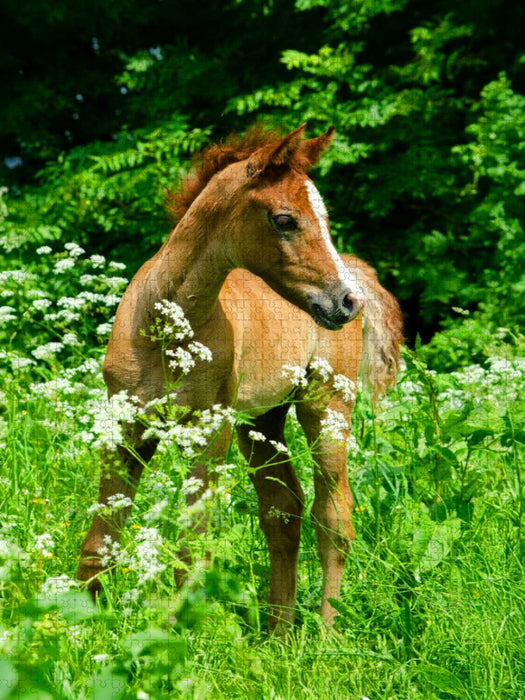 Versteckt im hohen Gras - Araberfohlen - CALVENDO Foto-Puzzle'