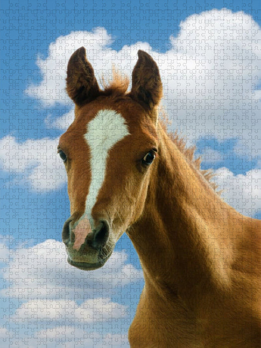 Neugieriger Blick - Araberfohlen - CALVENDO Foto-Puzzle'