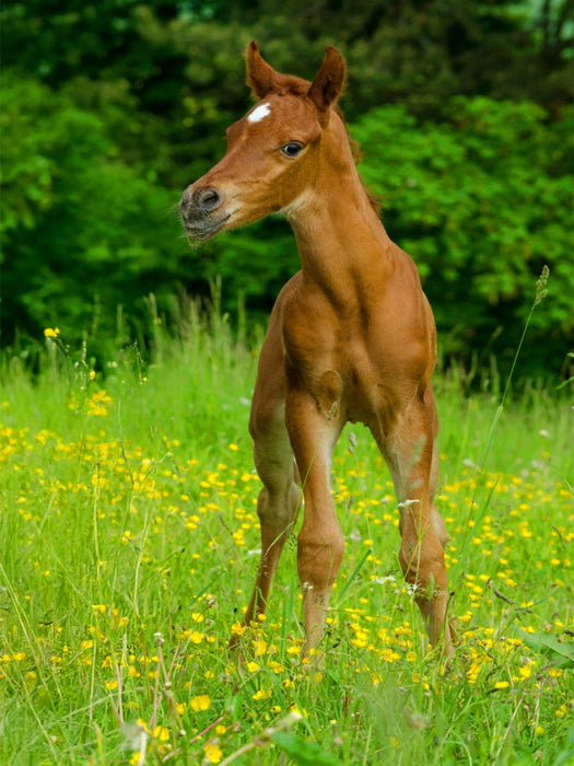Araberfohlen voller Neugier - CALVENDO Foto-Puzzle'