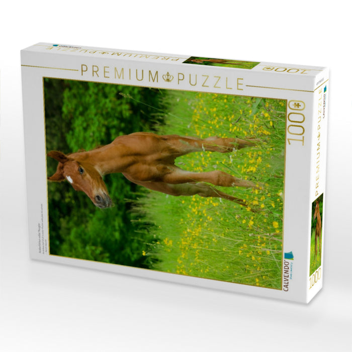 Araberfohlen voller Neugier - CALVENDO Foto-Puzzle'