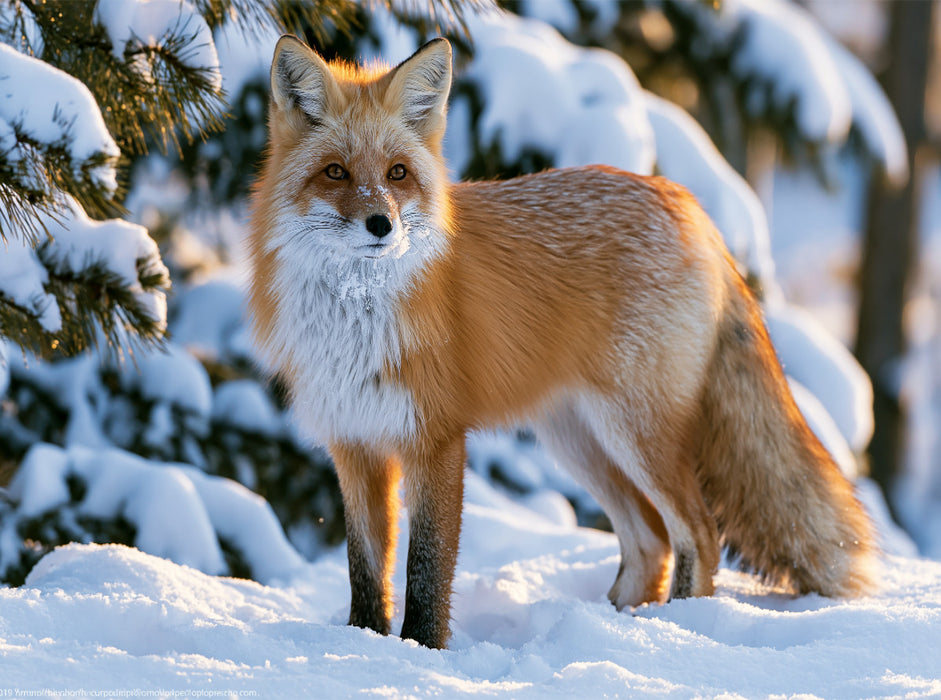 König des Winterwaldes - CALVENDO Foto-Puzzle'