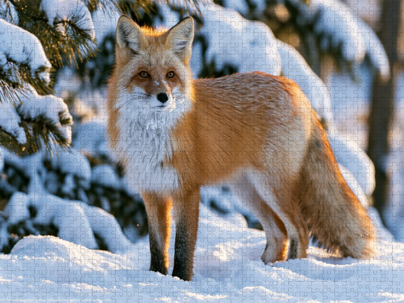 König des Winterwaldes - CALVENDO Foto-Puzzle'