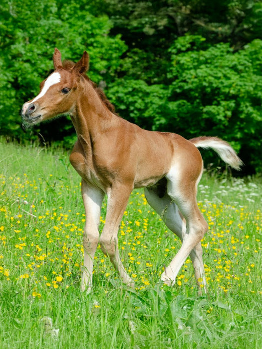 Fröhliche Anmut - Araberfohlen auf der Weide - CALVENDO Foto-Puzzle'