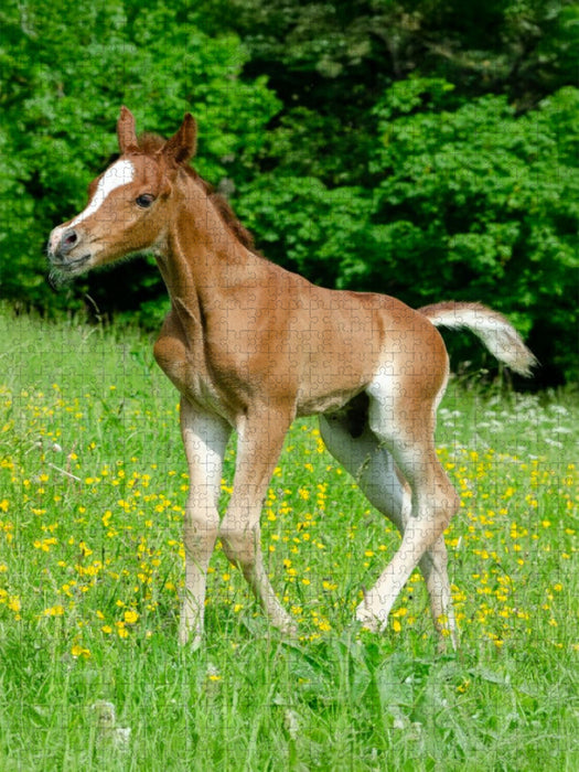 Fröhliche Anmut - Araberfohlen auf der Weide - CALVENDO Foto-Puzzle'