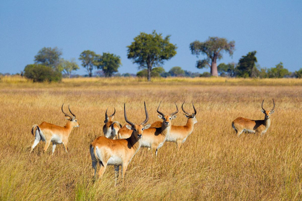 Premium Textil-Leinwand Rote Lechwe-Antilopen, Okavango Delta, Botswana.