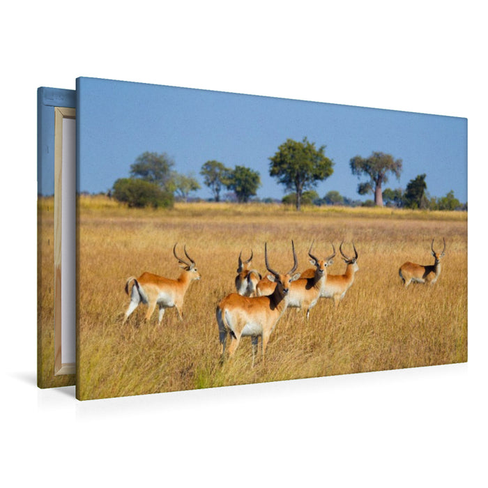 Premium Textil-Leinwand Rote Lechwe-Antilopen, Okavango Delta, Botswana.