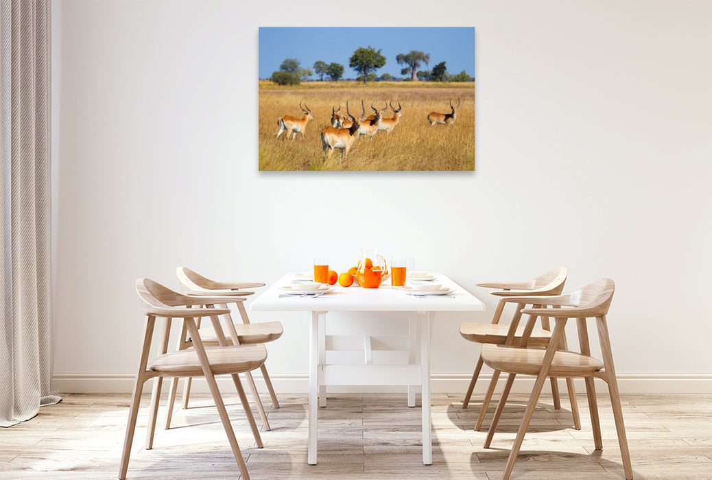 Premium Textil-Leinwand Rote Lechwe-Antilopen, Okavango Delta, Botswana.