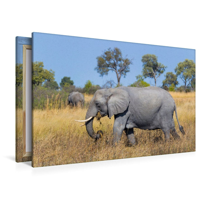 Premium Textil-Leinwand Afrikanischer Elefant, Okavango Delta, Botswana.