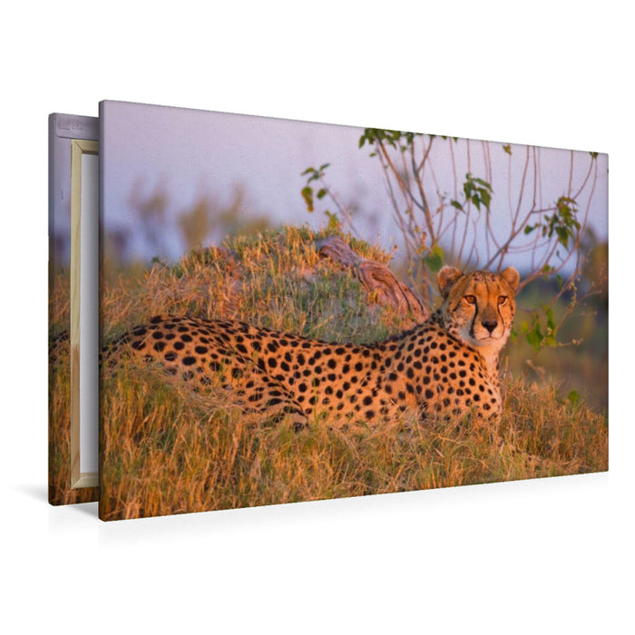 Premium Textil-Leinwand Gepard, Masai Mara, Kenia.
