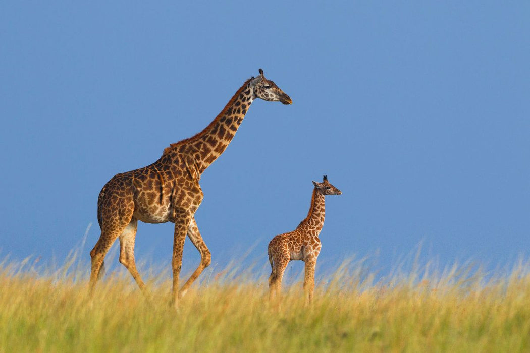 Premium Textil-Leinwand Massai-Giraffen, Masai Mara, Kenia.