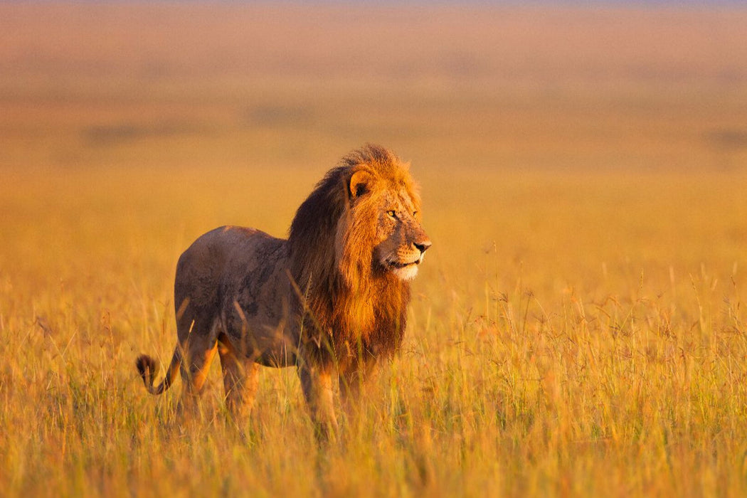Premium Textil-Leinwand Afrikanischer Löwe, Masai Mara, Kenia.