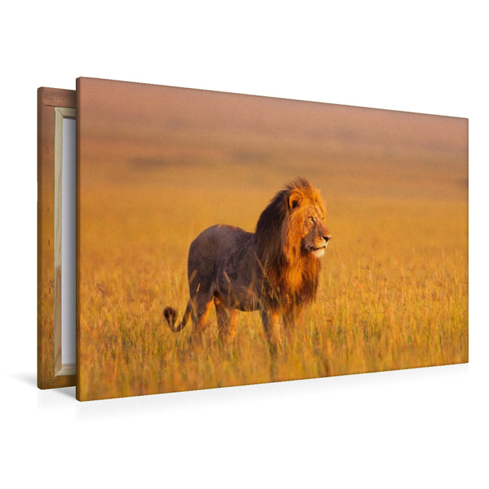 Premium Textil-Leinwand Afrikanischer Löwe, Masai Mara, Kenia.