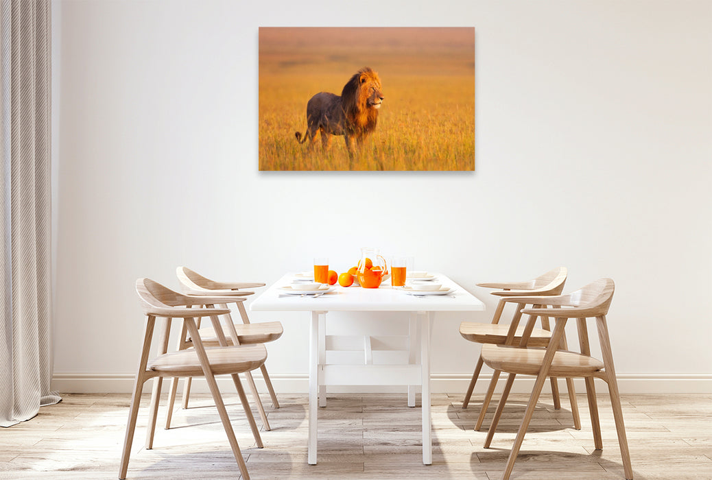 Premium Textil-Leinwand Afrikanischer Löwe, Masai Mara, Kenia.