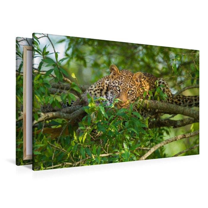 Premium Textil-Leinwand Leopard, Masai Mara, Kenia.