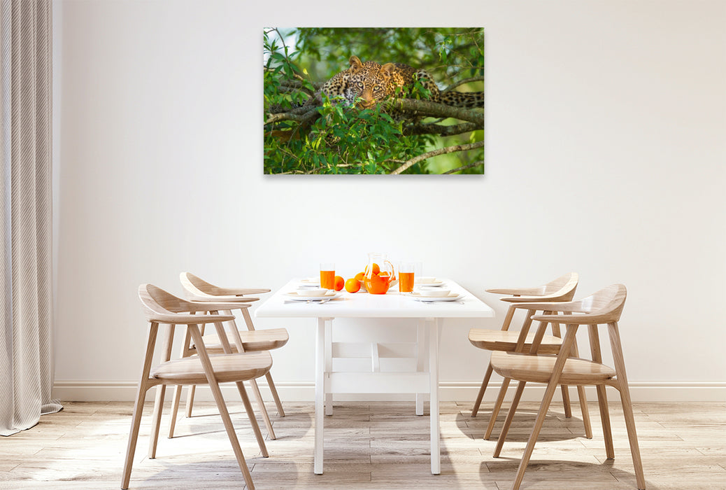 Premium Textil-Leinwand Leopard, Masai Mara, Kenia.