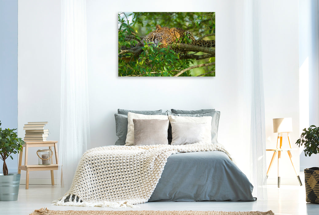 Premium Textil-Leinwand Leopard, Masai Mara, Kenia.