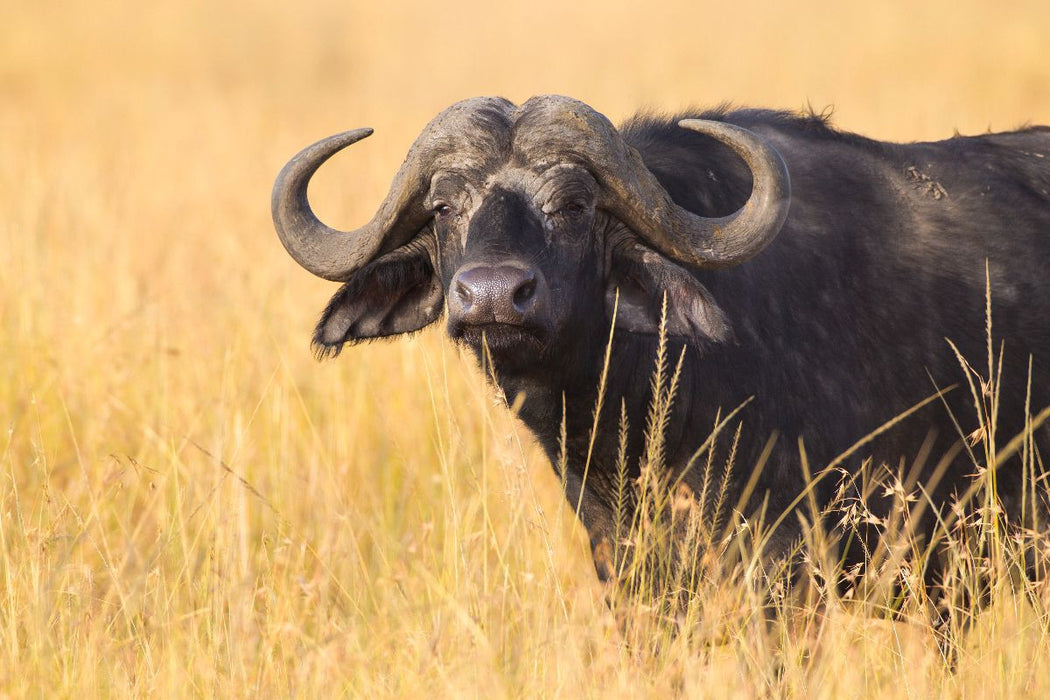 Premium Textil-Leinwand Kaffernbüffel, Masai Mara, Kenia.