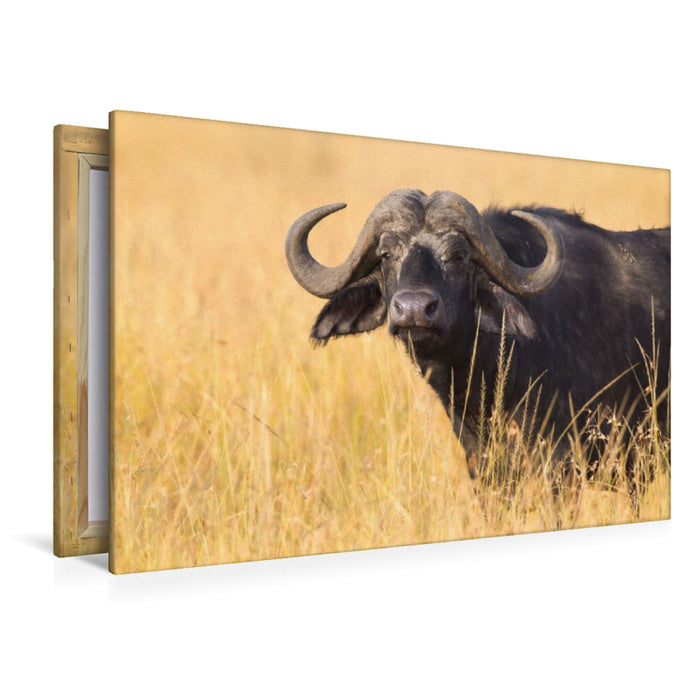 Premium Textil-Leinwand Kaffernbüffel, Masai Mara, Kenia.