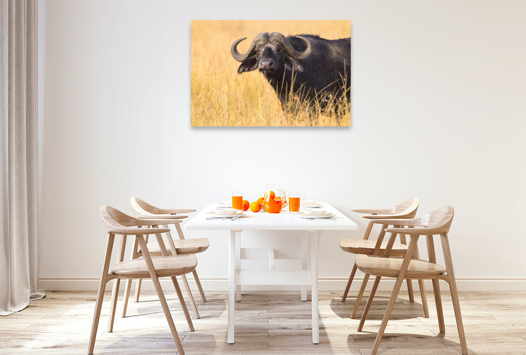 Premium Textil-Leinwand Kaffernbüffel, Masai Mara, Kenia.