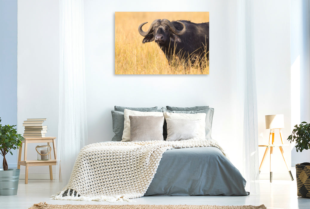 Premium Textil-Leinwand Kaffernbüffel, Masai Mara, Kenia.