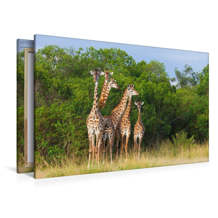 Premium Textil-Leinwand Südafrikanische Giraffen, Okavango Delta, Botswana.