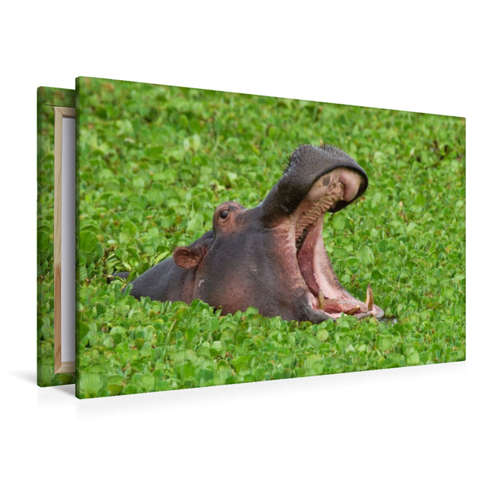 Premium Textil-Leinwand Flusspferd, Masai Mara, Kenia.