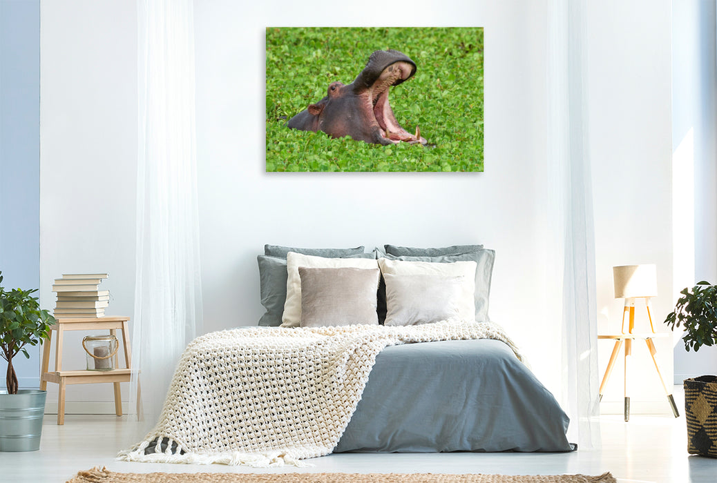 Premium Textil-Leinwand Flusspferd, Masai Mara, Kenia.