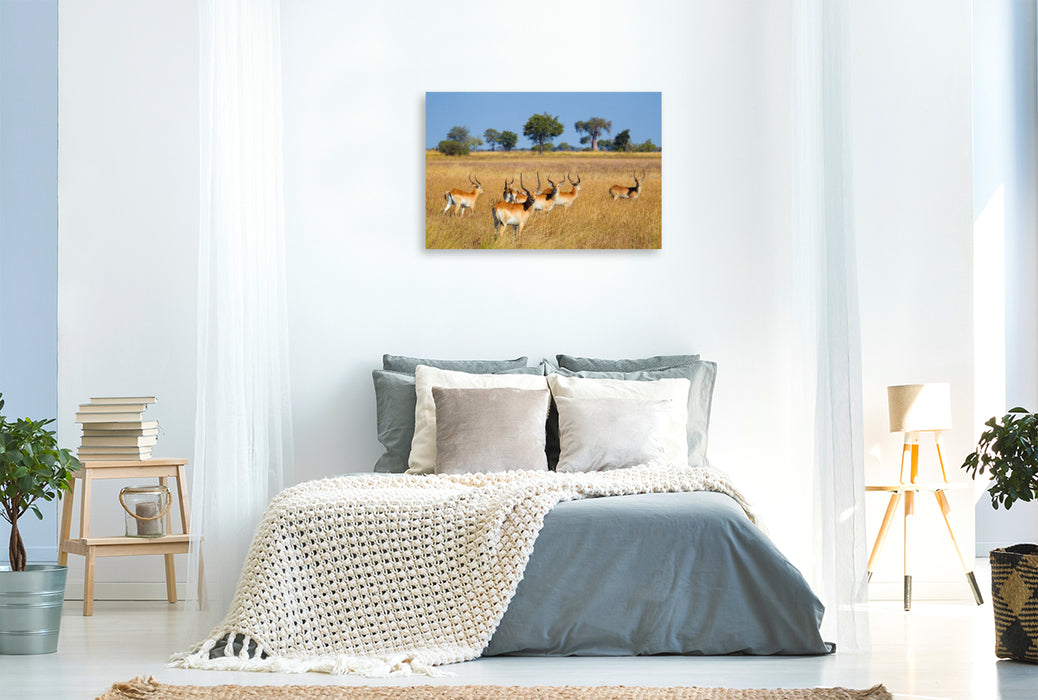 Premium Textil-Leinwand Rote Lechwe-Antilopen, Okavango Delta, Botswana.