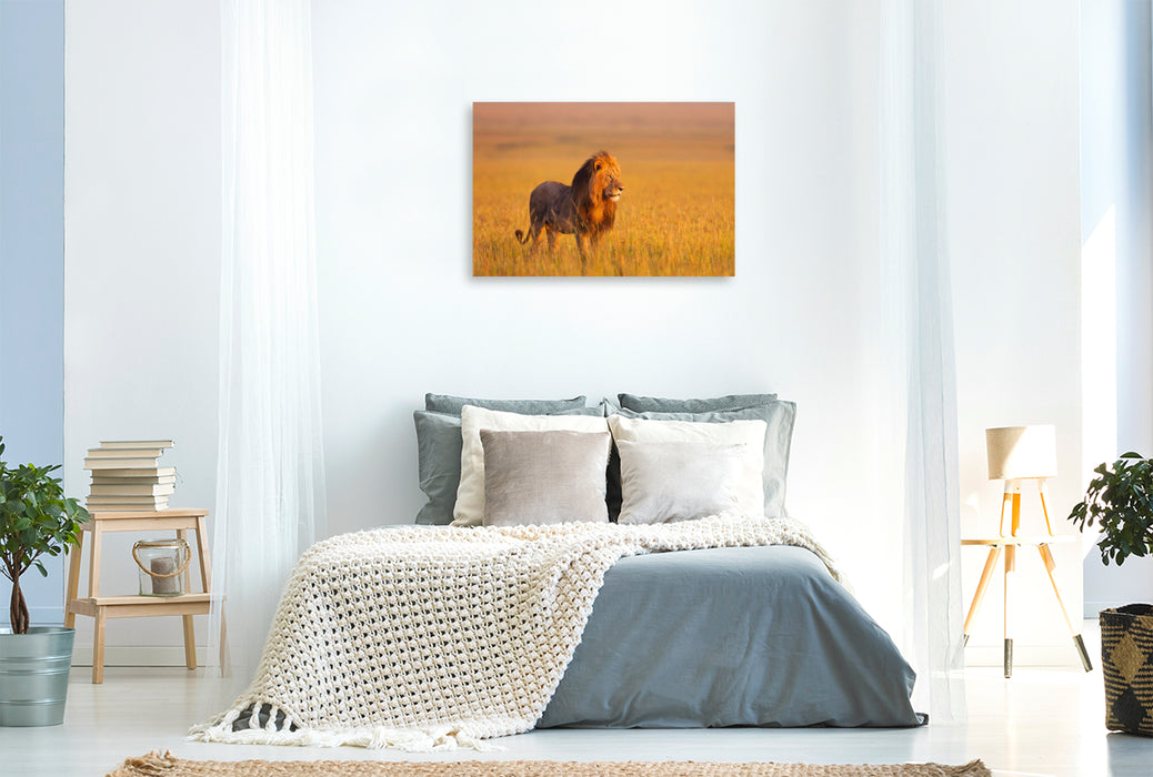 Premium Textil-Leinwand Afrikanischer Löwe, Masai Mara, Kenia.