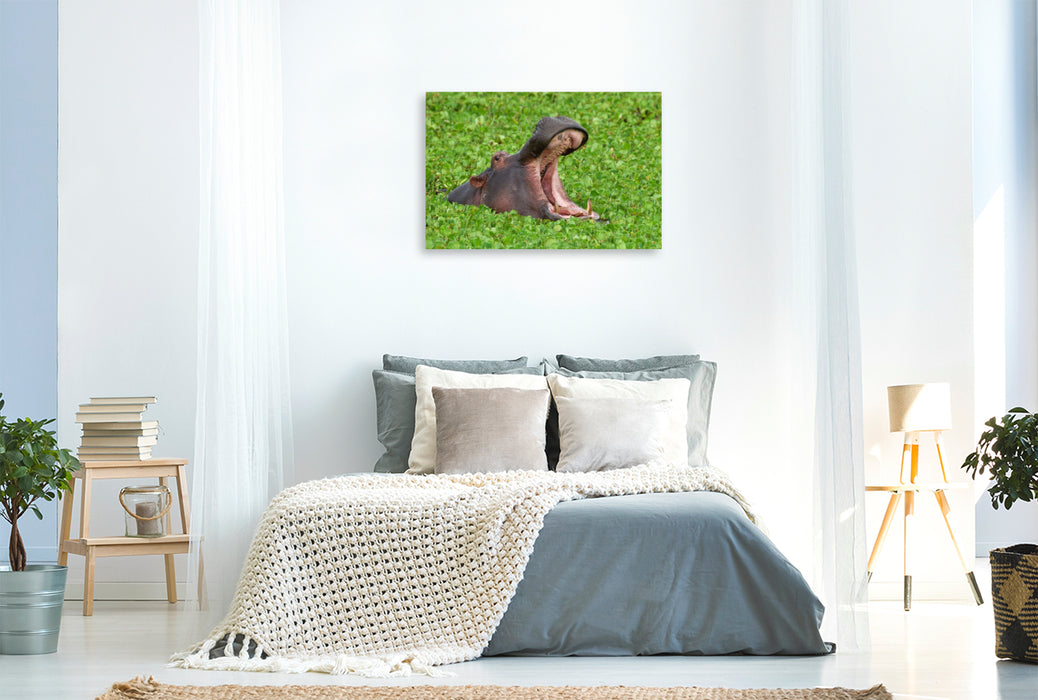 Premium Textil-Leinwand Flusspferd, Masai Mara, Kenia.