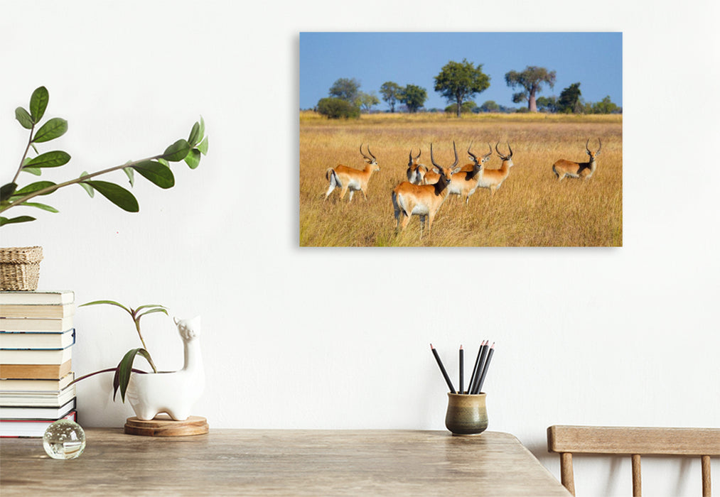 Premium Textil-Leinwand Rote Lechwe-Antilopen, Okavango Delta, Botswana.
