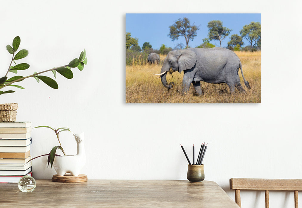 Premium Textil-Leinwand Afrikanischer Elefant, Okavango Delta, Botswana.