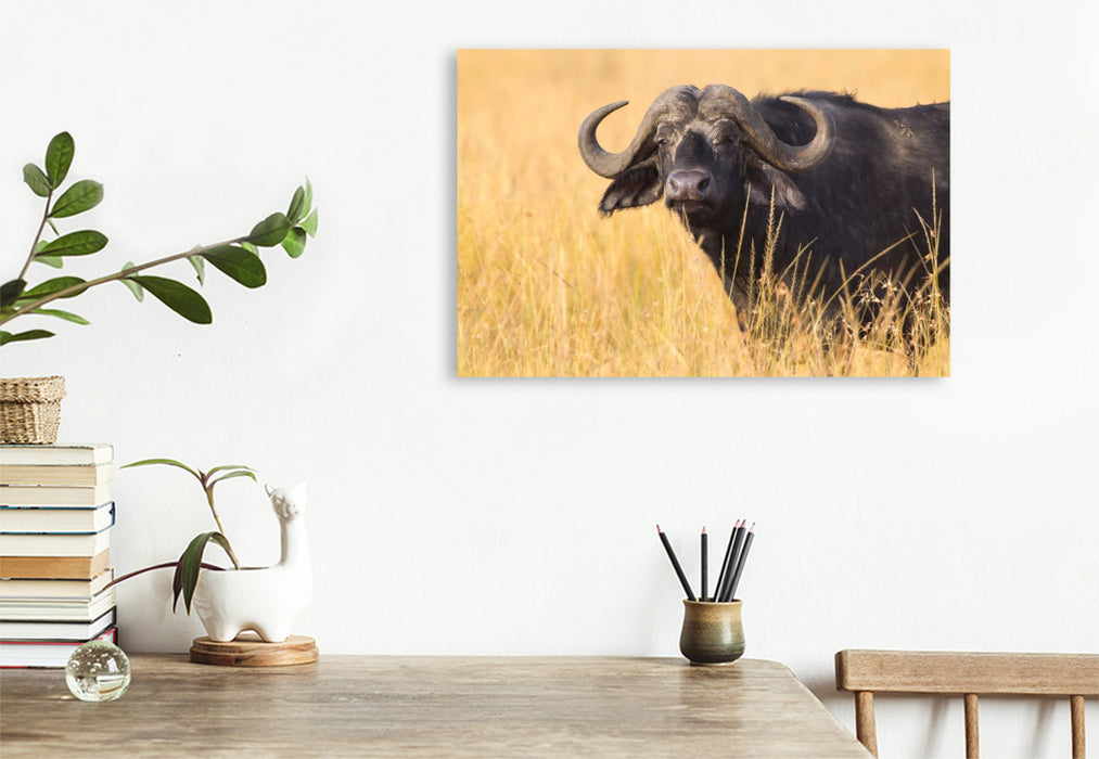Premium Textil-Leinwand Kaffernbüffel, Masai Mara, Kenia.