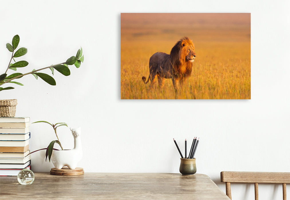 Premium Textil-Leinwand Afrikanischer Löwe, Masai Mara, Kenia.