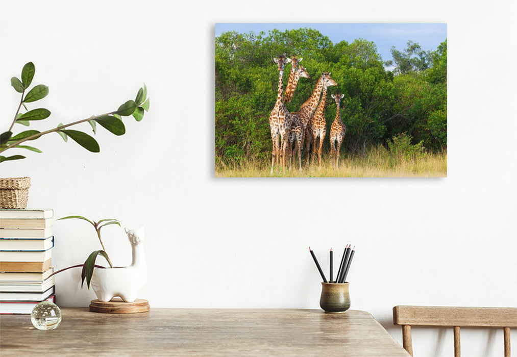 Premium Textil-Leinwand Südafrikanische Giraffen, Okavango Delta, Botswana.