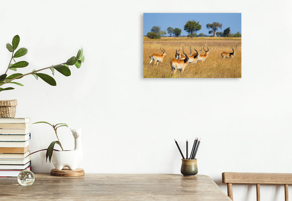 Premium Textil-Leinwand Rote Lechwe-Antilopen, Okavango Delta, Botswana.