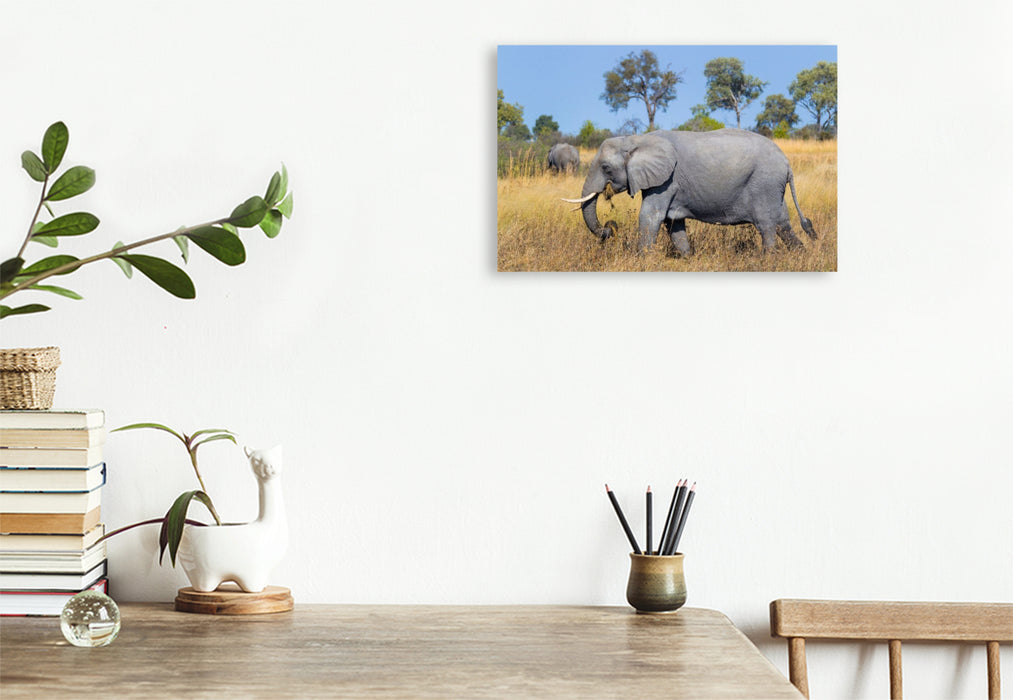 Premium Textil-Leinwand Afrikanischer Elefant, Okavango Delta, Botswana.