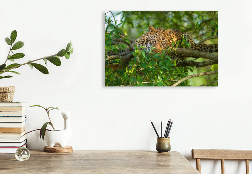 Premium Textil-Leinwand Leopard, Masai Mara, Kenia.