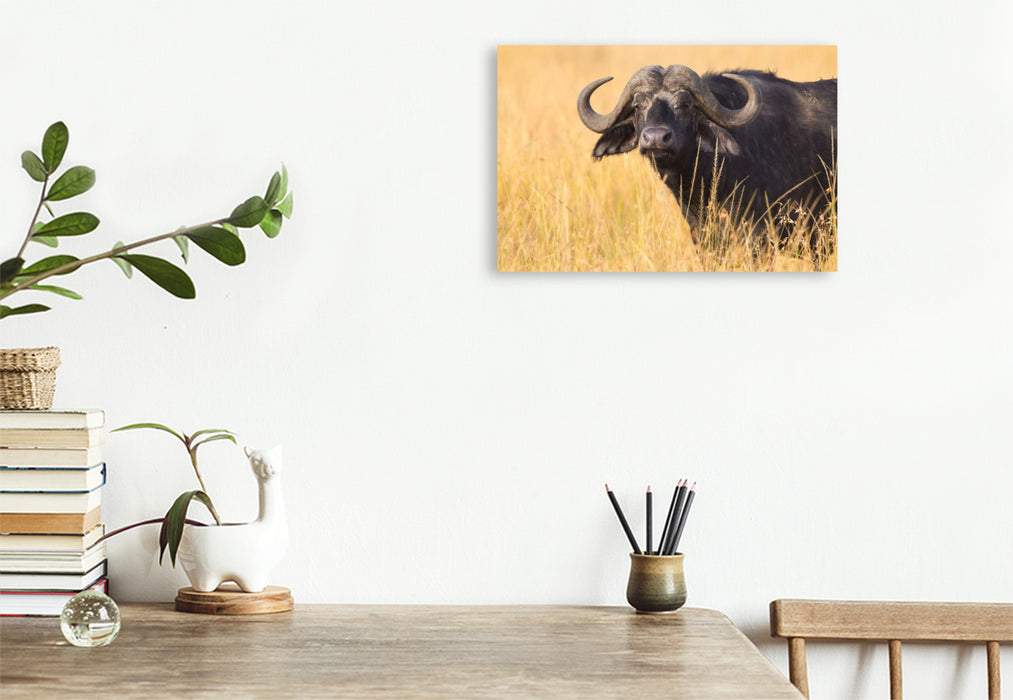 Premium Textil-Leinwand Kaffernbüffel, Masai Mara, Kenia.