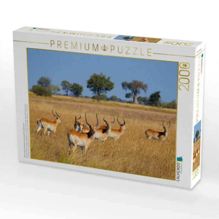 Rote Lechwe-Antilopen, Okavango Delta, Botswana. - CALVENDO Foto-Puzzle'