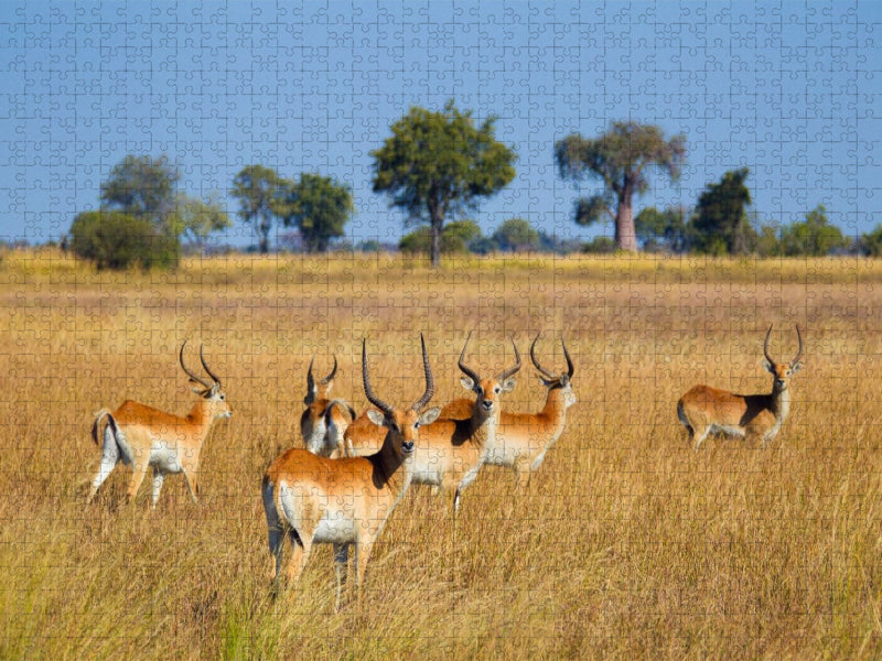 Rote Lechwe-Antilopen, Okavango Delta, Botswana. - CALVENDO Foto-Puzzle'